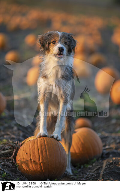Mischling im Krbisfeld / mongrel in pumpkin patch / JM-12858