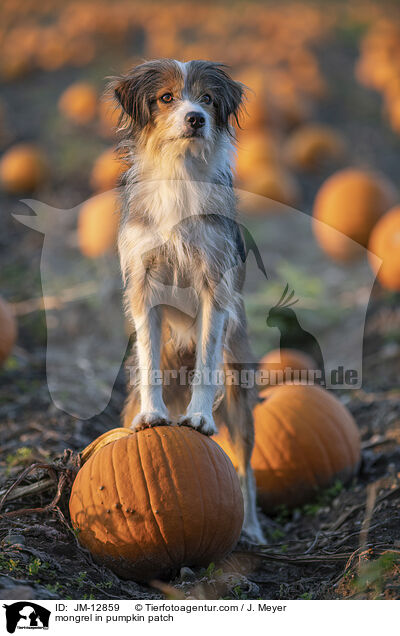 Mischling im Krbisfeld / mongrel in pumpkin patch / JM-12859