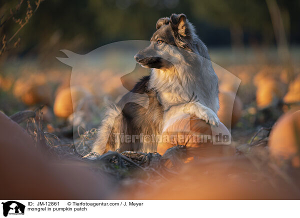 Mischling im Krbisfeld / mongrel in pumpkin patch / JM-12861