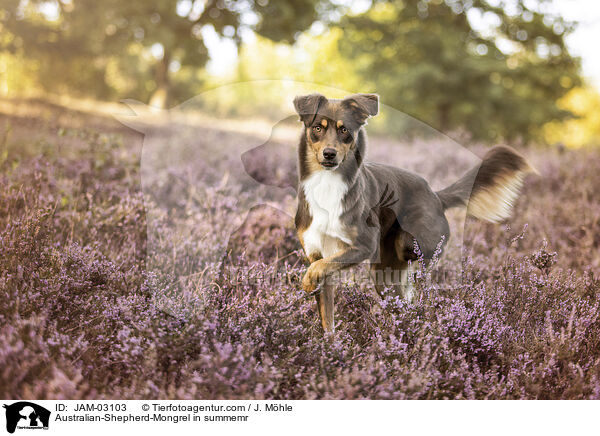 Australian-Shepherd-Mongrel in summemr / JAM-03103