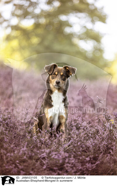 Australian-Shepherd-Mischling im Sommer / Australian-Shepherd-Mongrel in summemr / JAM-03105