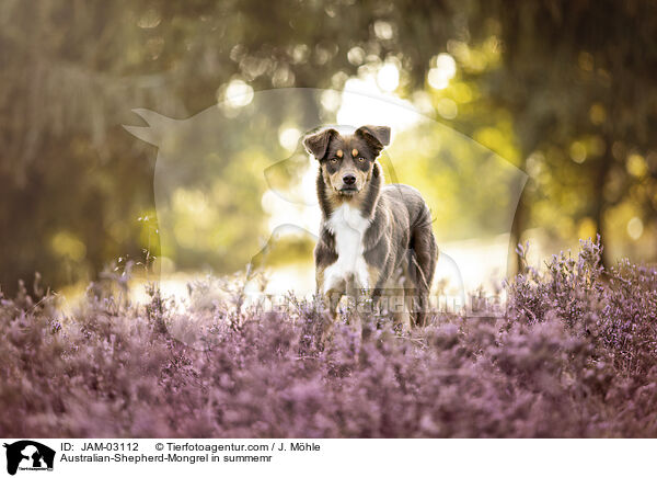 Australian-Shepherd-Mischling im Sommer / Australian-Shepherd-Mongrel in summemr / JAM-03112
