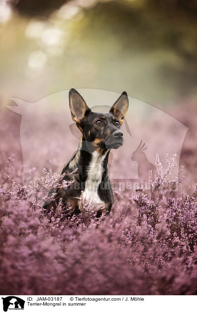 Terrier-Mischling im Sommer / Terrier-Mongrel in summer / JAM-03187