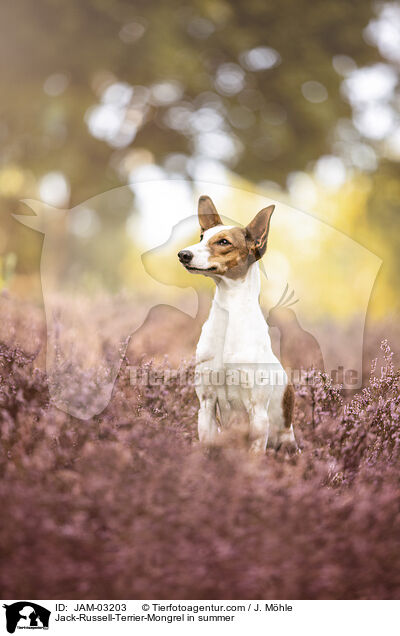 Jack-Russell-Terrier-Mischling im Sommer / Jack-Russell-Terrier-Mongrel in summer / JAM-03203