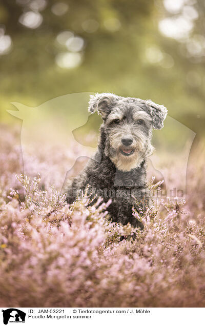 Pudel-Mischling im Sommer / Poodle-Mongrel in summer / JAM-03221
