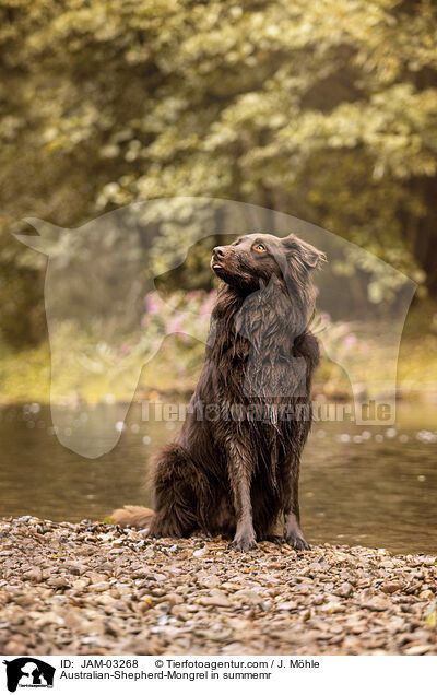 Australian-Shepherd-Mischling im Sommer / Australian-Shepherd-Mongrel in summemr / JAM-03268