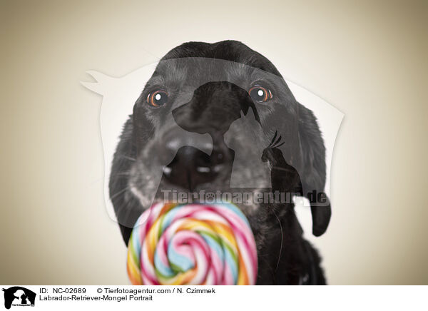 Labrador-Retriever-Mischling Portrait / Labrador-Retriever-Mongel Portrait / NC-02689