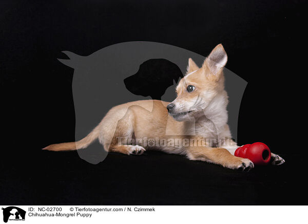 Chihuahua-Mongrel Puppy / NC-02700