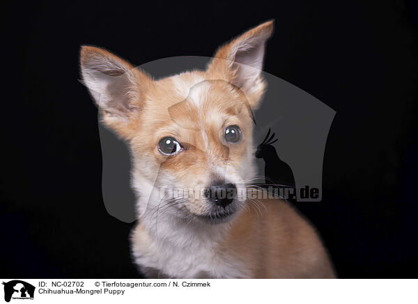 Chihuahua-Mongrel Puppy / NC-02702
