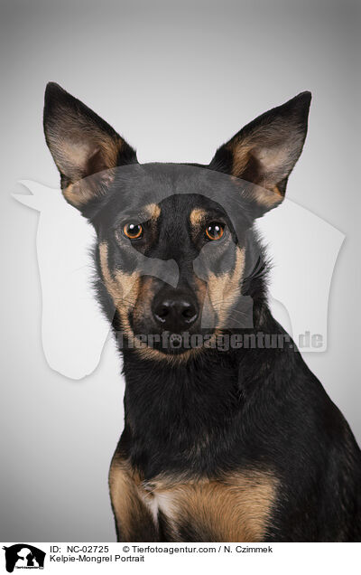 Kelpie-Mischling Portrait / Kelpie-Mongrel Portrait / NC-02725