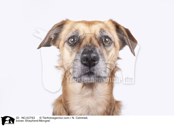 brauner Schferhund-Mischling / brown Shepherd-Mongrel / NC-02762