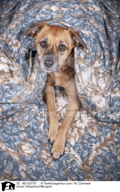 brauner Schferhund-Mischling / brown Shepherd-Mongrel / NC-02776