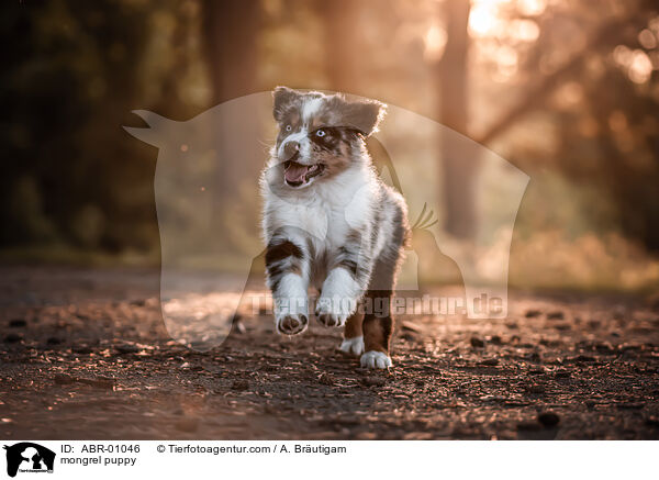 mongrel puppy / ABR-01046