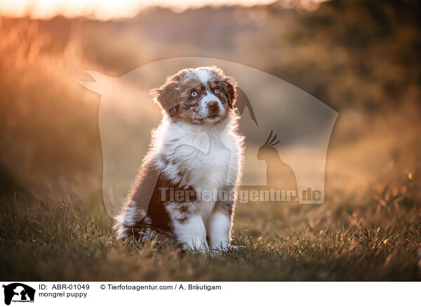 mongrel puppy / ABR-01049