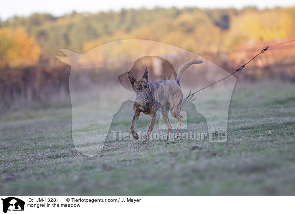 Mischling auf der Wiese / mongrel in the meadow / JM-13281