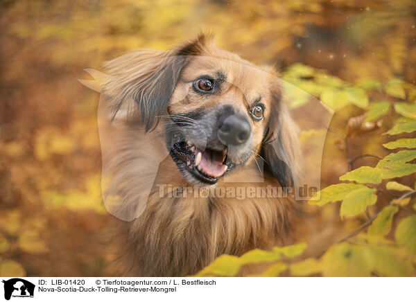 Nova-Scotia-Duck-Tolling-Retriever-Mischling / Nova-Scotia-Duck-Tolling-Retriever-Mongrel / LIB-01420