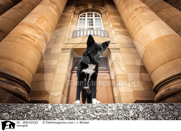 Mischling / mongrel / JEB-02222
