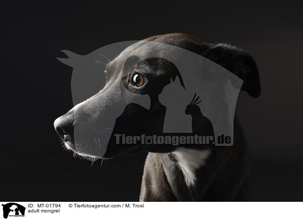 adult mongrel / MT-01794