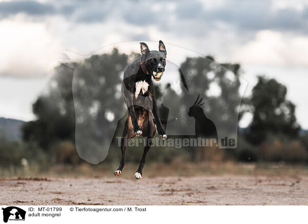 ausgewachsener Mischling / adult mongrel / MT-01799