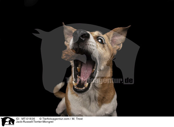 Jack-Russell-Terrier-Mongrel / MT-01836