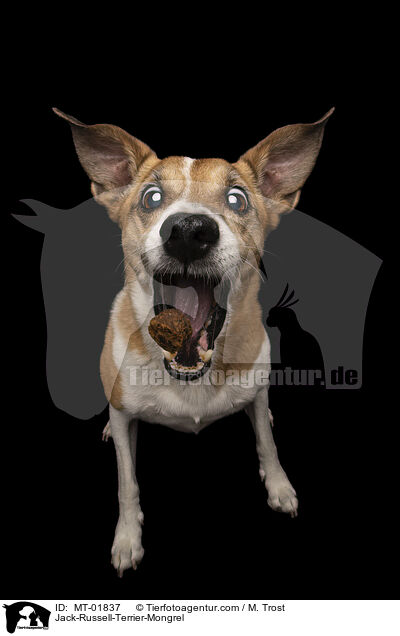 Jack-Russell-Terrier-Mongrel / MT-01837