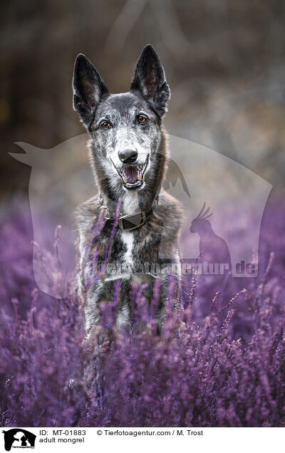 ausgewachsener Mischling / adult mongrel / MT-01883