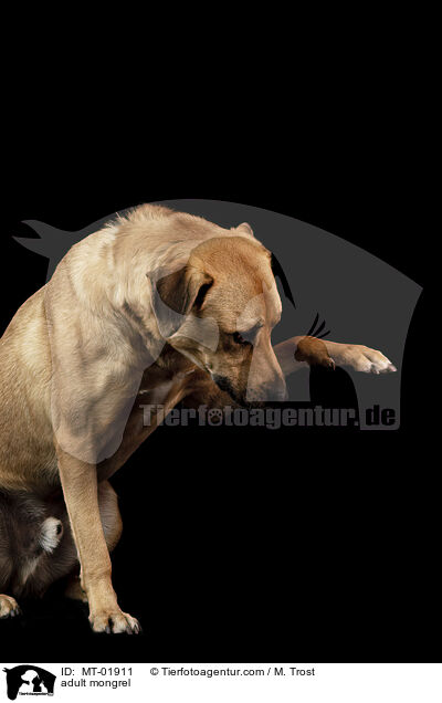 ausgewachsener Mischling / adult mongrel / MT-01911