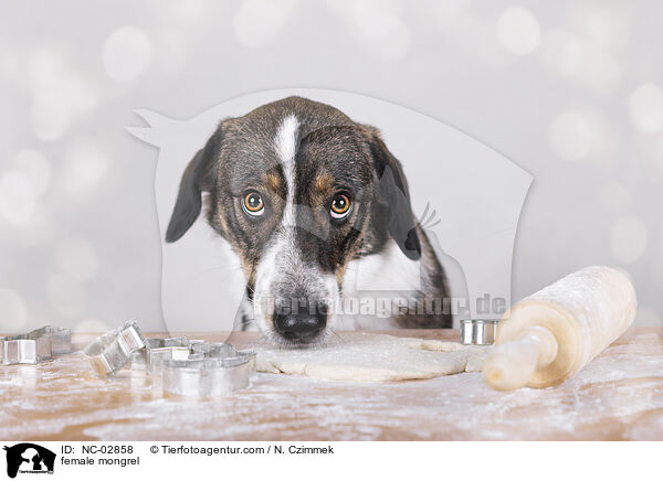 Mischling Hndin / female mongrel / NC-02858