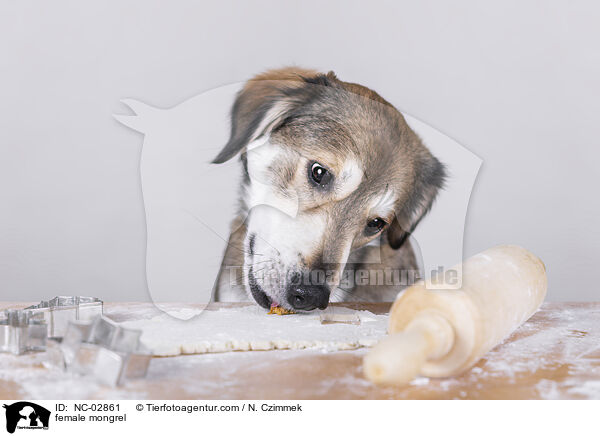 Mischling Hndin / female mongrel / NC-02861