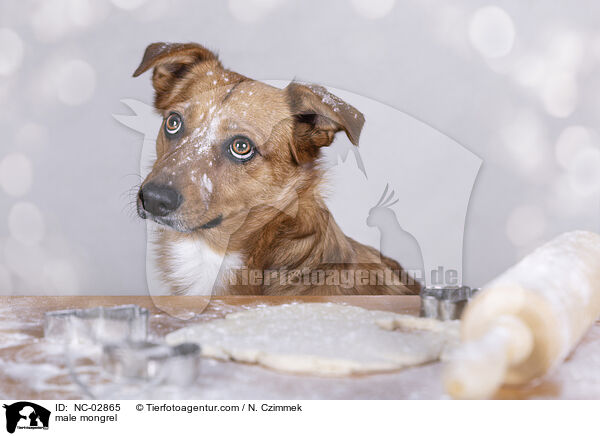 Mischling Rde / male mongrel / NC-02865