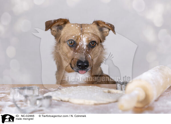 Mischling Rde / male mongrel / NC-02866