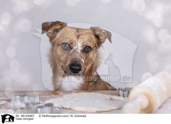 Mischling Rde / male mongrel / NC-02867