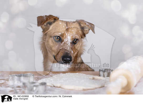 male mongrel / NC-02868