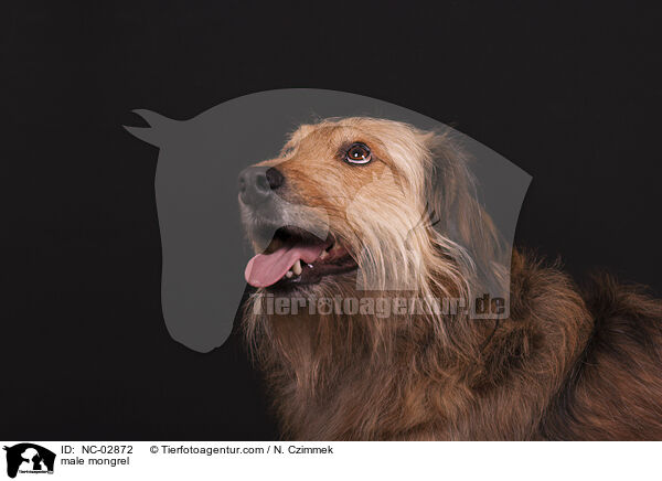 Mischling Rde / male mongrel / NC-02872