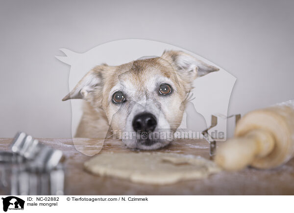Mischling Rde / male mongrel / NC-02882