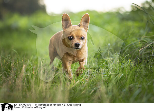brown Chihuahua-Mongrel / SK-02470
