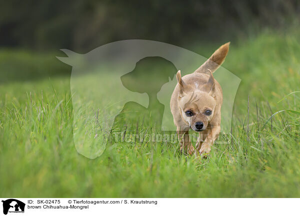 brown Chihuahua-Mongrel / SK-02475