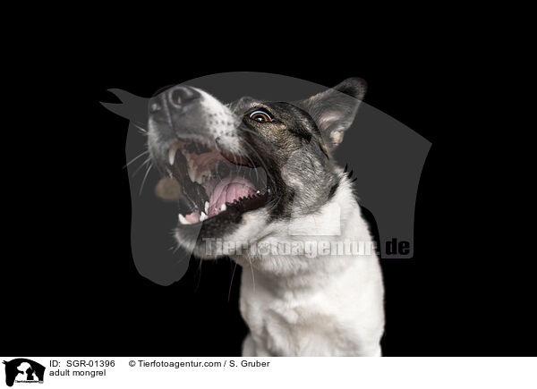 ausgewachsener Mischling / adult mongrel / SGR-01396