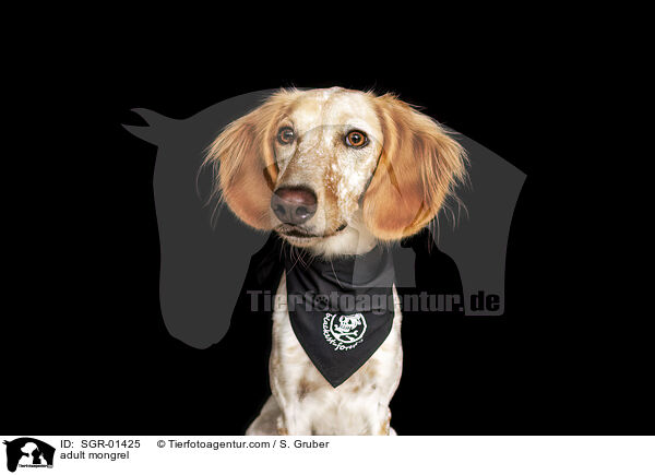 ausgewachsener Mischling / adult mongrel / SGR-01425