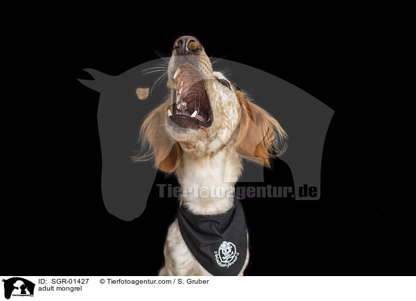 adult mongrel / SGR-01427