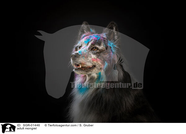 adult mongrel / SGR-01446