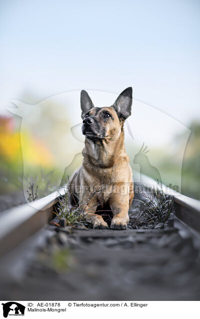 Malinois-Mischling / Malinois-Mongrel / AE-01878