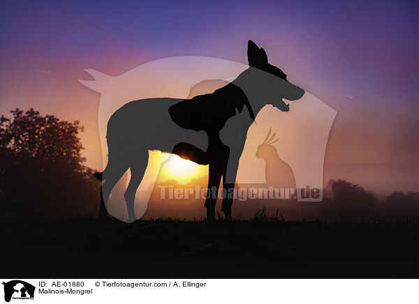 Malinois-Mischling / Malinois-Mongrel / AE-01880