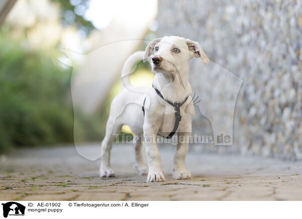 Mischling Welpe / mongrel puppy / AE-01902