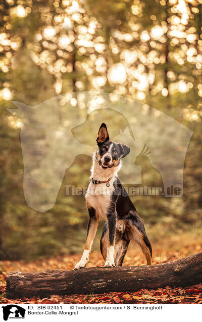 Border-Collie-Mongrel / SIB-02451