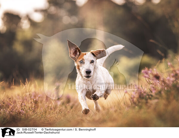 Jack-Russel-Terrier-Dackel / Jack-Russell-Terrier-Dachshund / SIB-02704