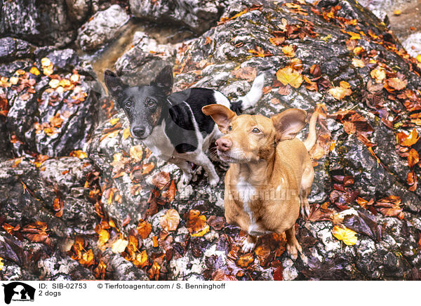 2 Hunde / 2 dogs / SIB-02753