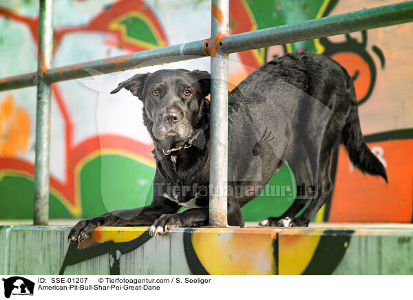 American-Pit-Bull-Shar-Pei-Dogge / American-Pit-Bull-Shar-Pei-Great-Dane / SSE-01207