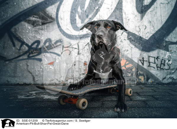 American-Pit-Bull-Shar-Pei-Dogge / American-Pit-Bull-Shar-Pei-Great-Dane / SSE-01209
