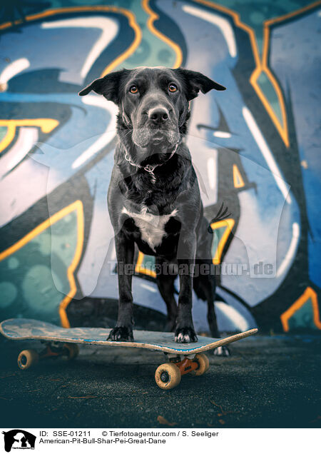 American-Pit-Bull-Shar-Pei-Dogge / American-Pit-Bull-Shar-Pei-Great-Dane / SSE-01211